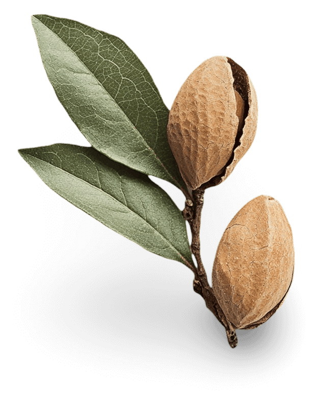 Pistachio branch symbolizing premium ingredients